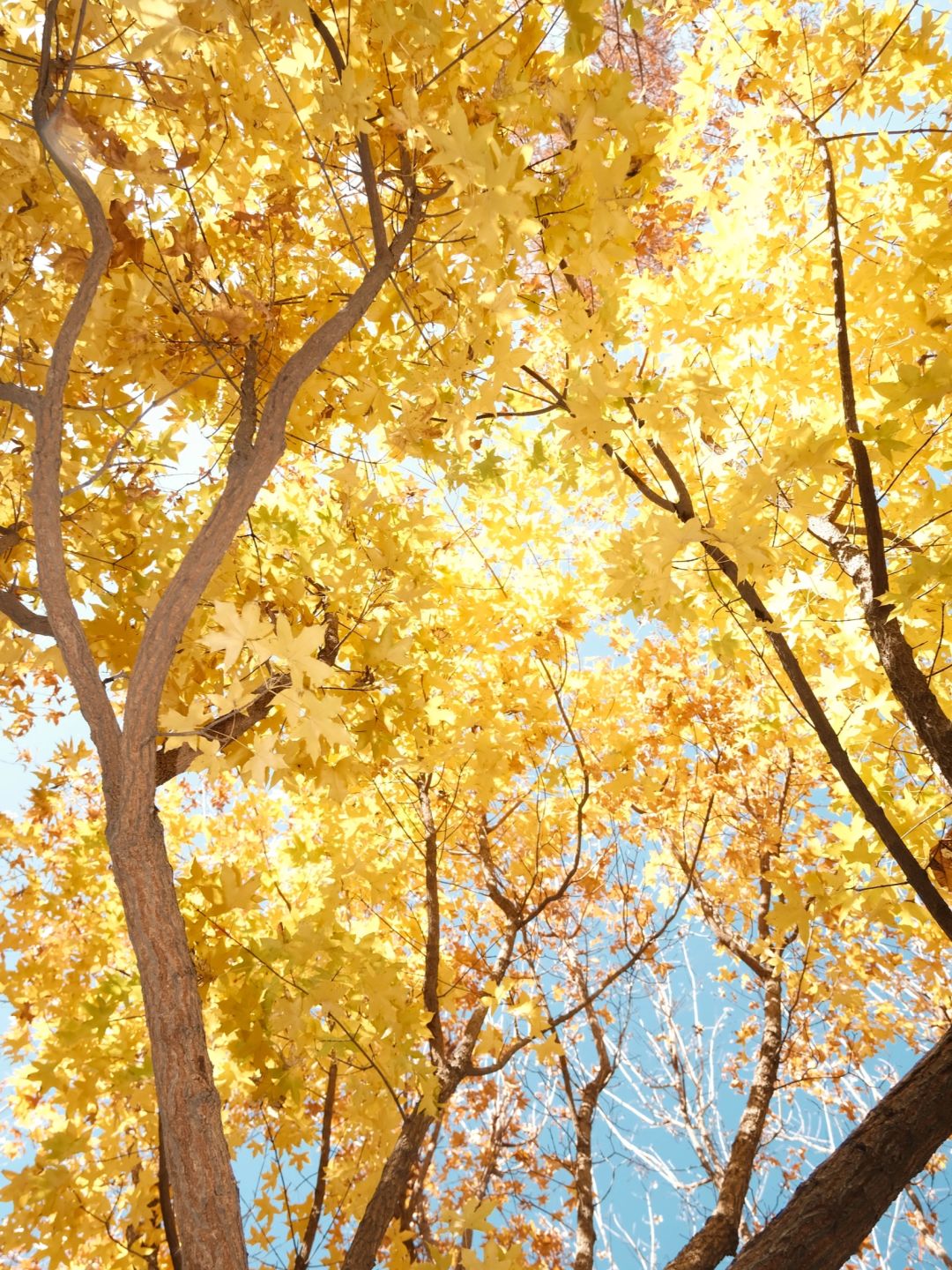 Beijing/Tianjin-Beijing Red Scarf Park is full of autumn atmosphere, suitable for playing with children.