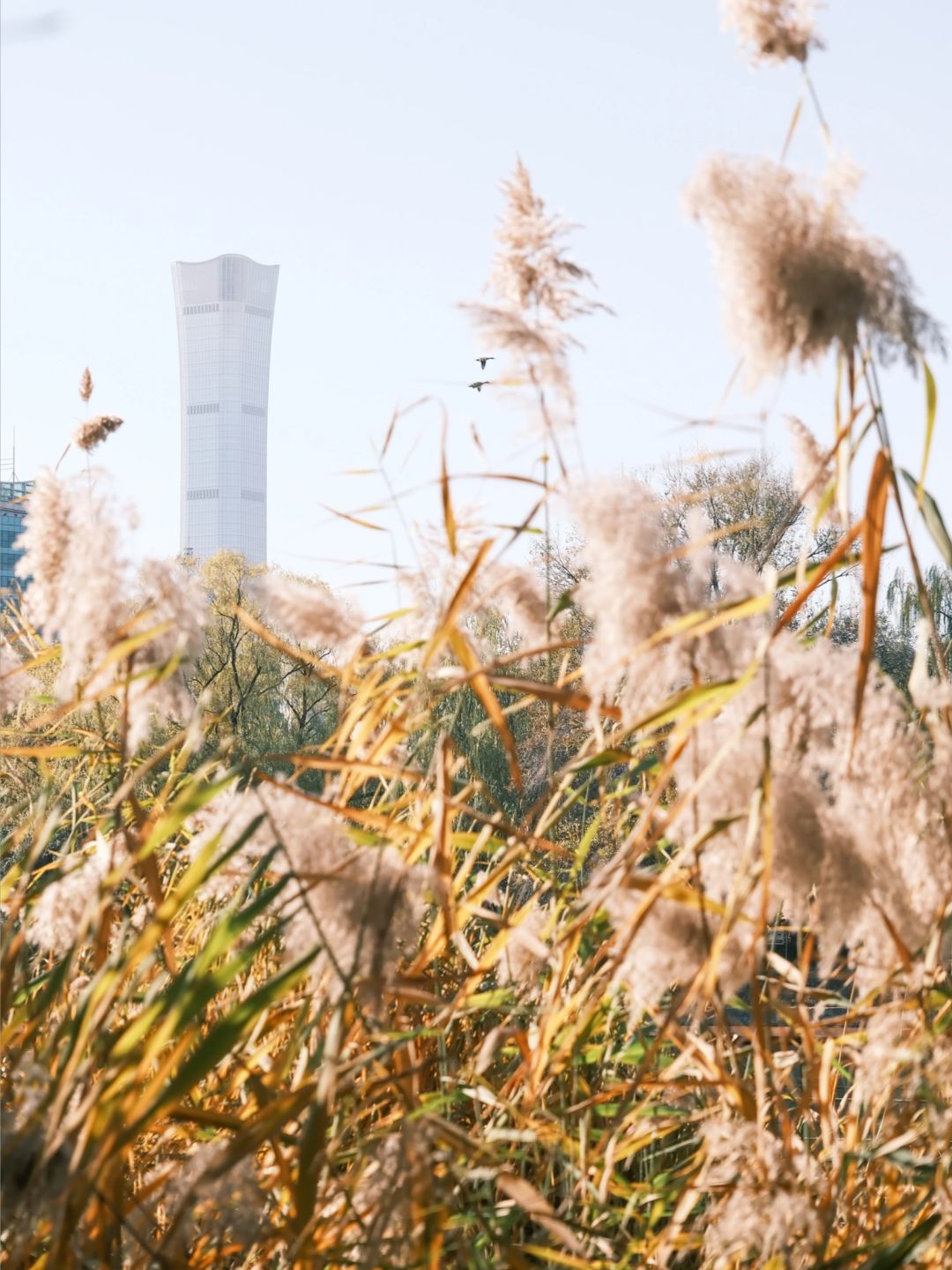 Beijing/Tianjin-Beijing Red Scarf Park is full of autumn atmosphere, suitable for playing with children.