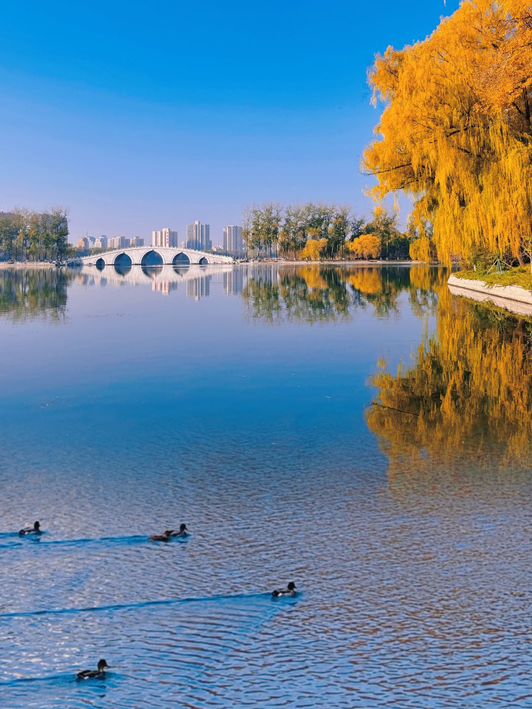 Beijing/Tianjin-The autumn in Yuyuantan Park is like a painting full of golden ginkgo trees and fiery red maple leaves