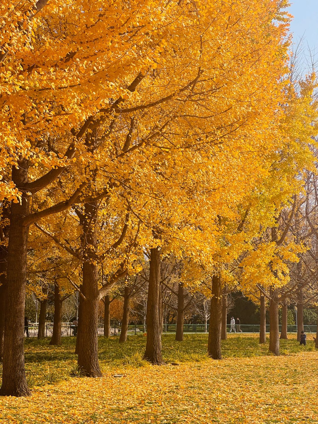 Beijing/Tianjin-The autumn in Yuyuantan Park is like a painting full of golden ginkgo trees and fiery red maple leaves