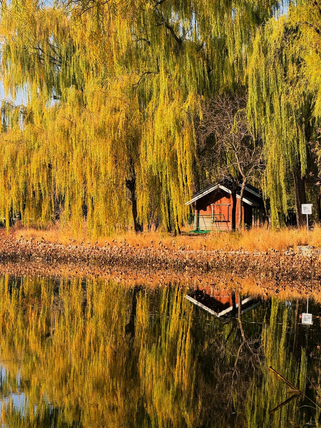 Beijing/Tianjin-The autumn in Yuyuantan Park is like a painting full of golden ginkgo trees and fiery red maple leaves