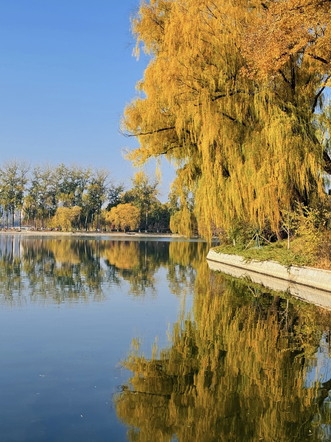 Beijing/Tianjin-The autumn in Yuyuantan Park is like a painting full of golden ginkgo trees and fiery red maple leaves