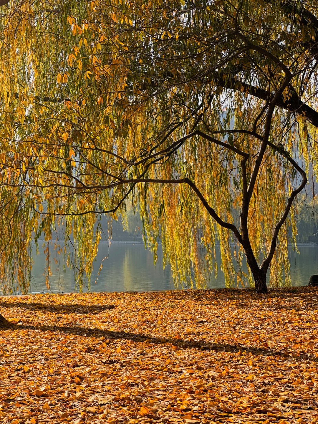 Beijing/Tianjin-The autumn in Yuyuantan Park is like a painting full of golden ginkgo trees and fiery red maple leaves