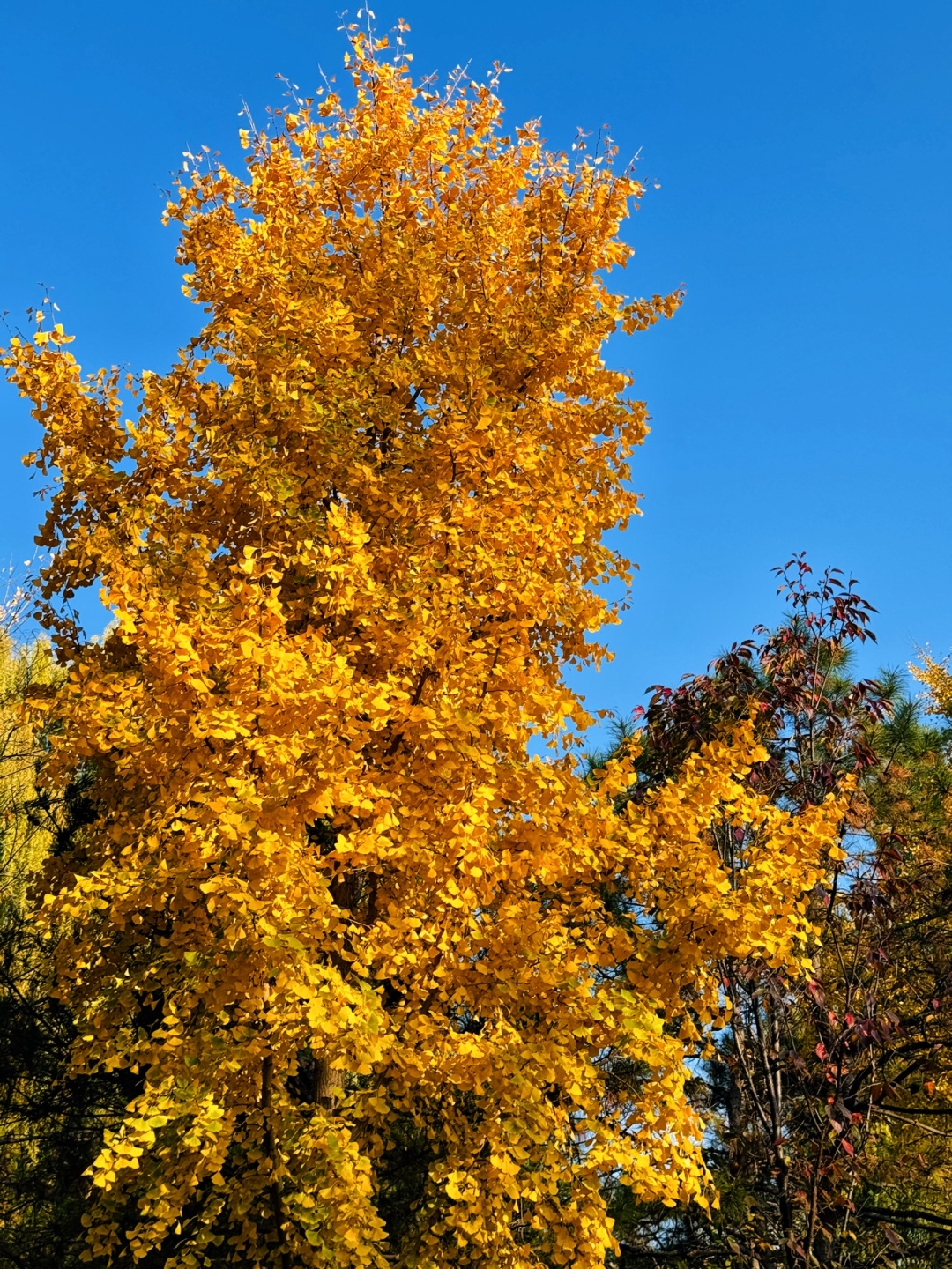 Beijing/Tianjin-The autumn in Yuyuantan Park is like a painting full of golden ginkgo trees and fiery red maple leaves