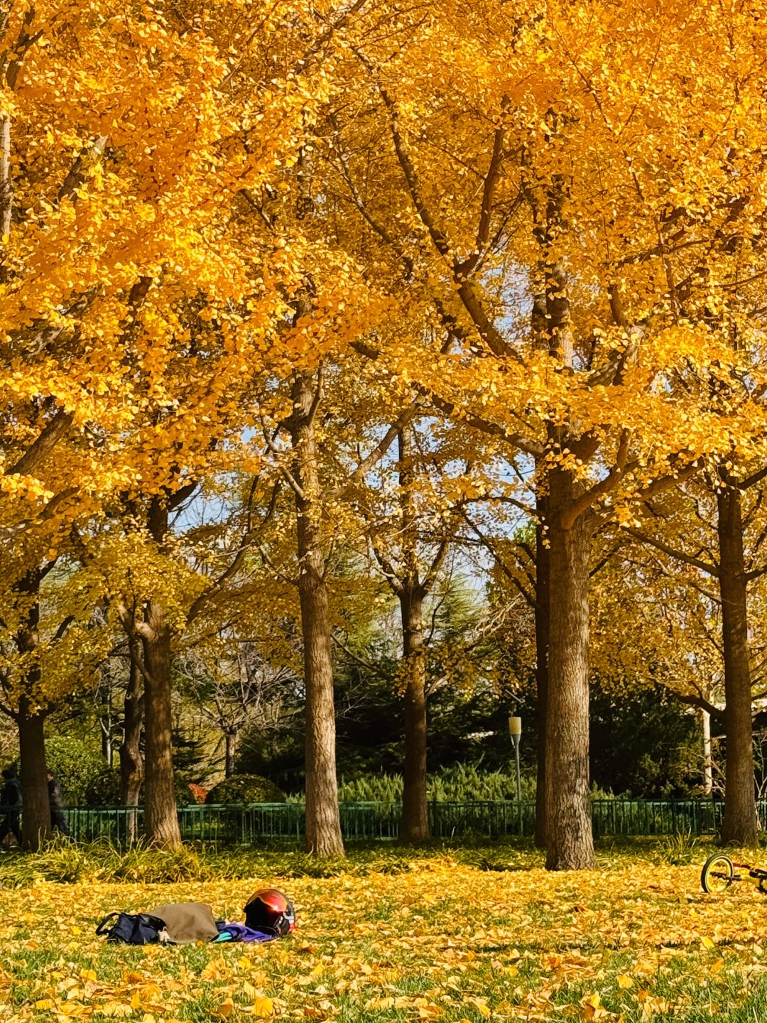 Beijing/Tianjin-The autumn in Yuyuantan Park is like a painting full of golden ginkgo trees and fiery red maple leaves