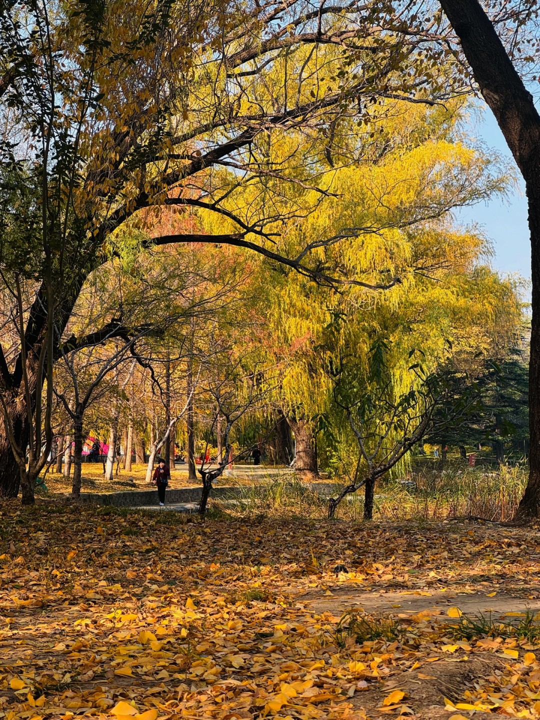 Beijing/Tianjin-The autumn in Yuyuantan Park is like a painting full of golden ginkgo trees and fiery red maple leaves