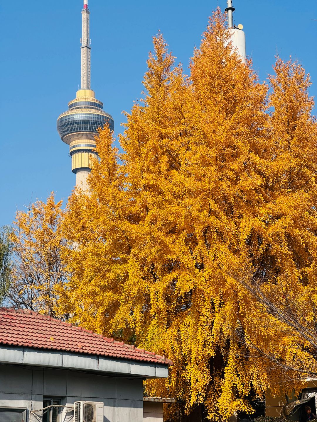 Beijing/Tianjin-The autumn in Yuyuantan Park is like a painting full of golden ginkgo trees and fiery red maple leaves