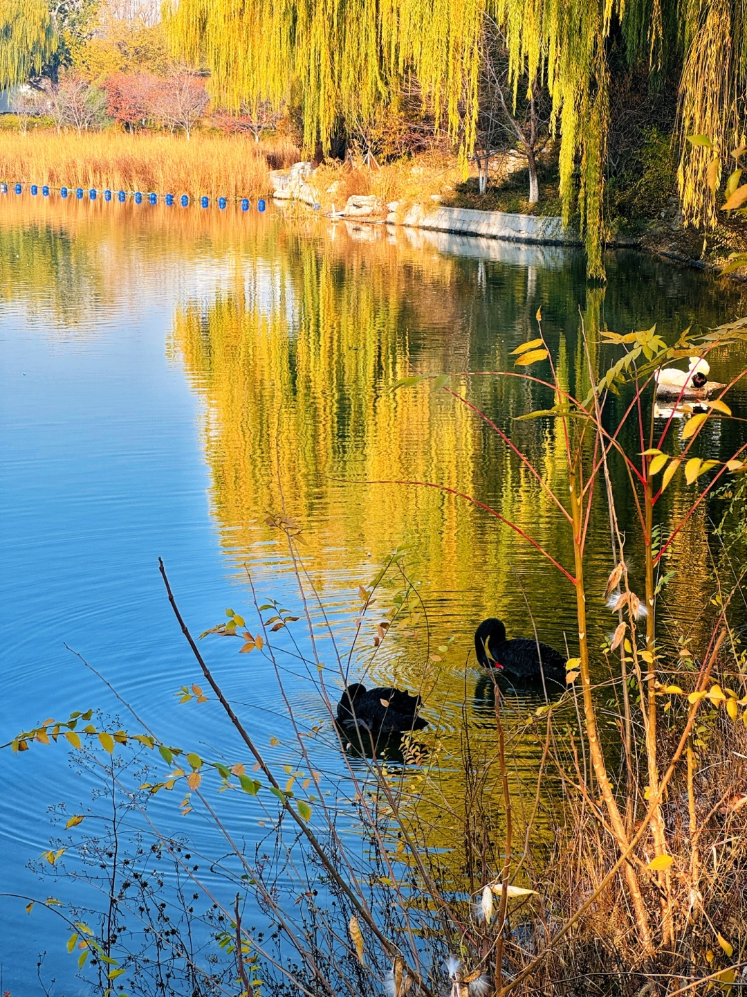 Beijing/Tianjin-The autumn in Yuyuantan Park is like a painting full of golden ginkgo trees and fiery red maple leaves