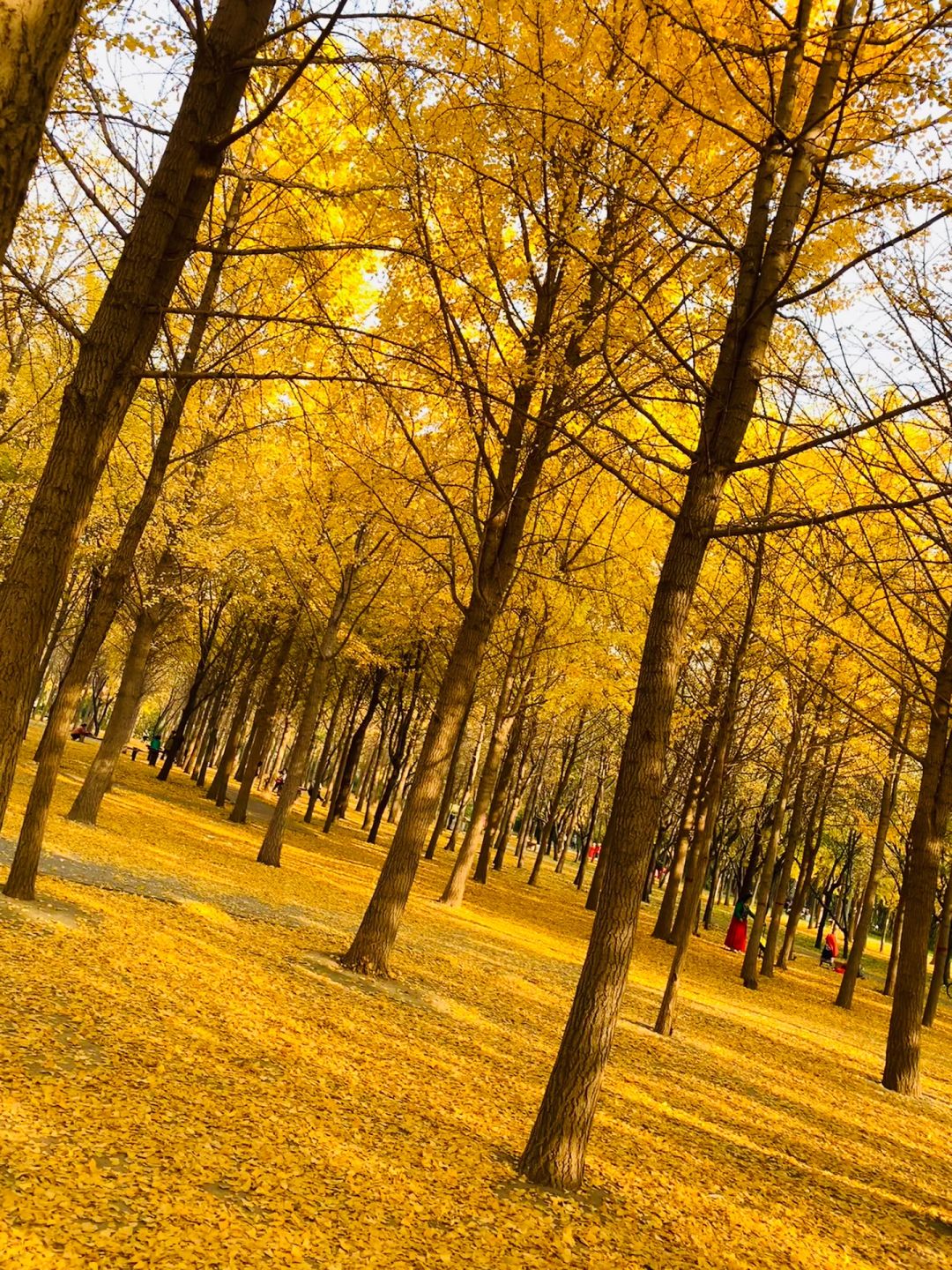 Beijing/Tianjin-The Ginkgo Rain in Fengyuan Park and the Beauty of Nature