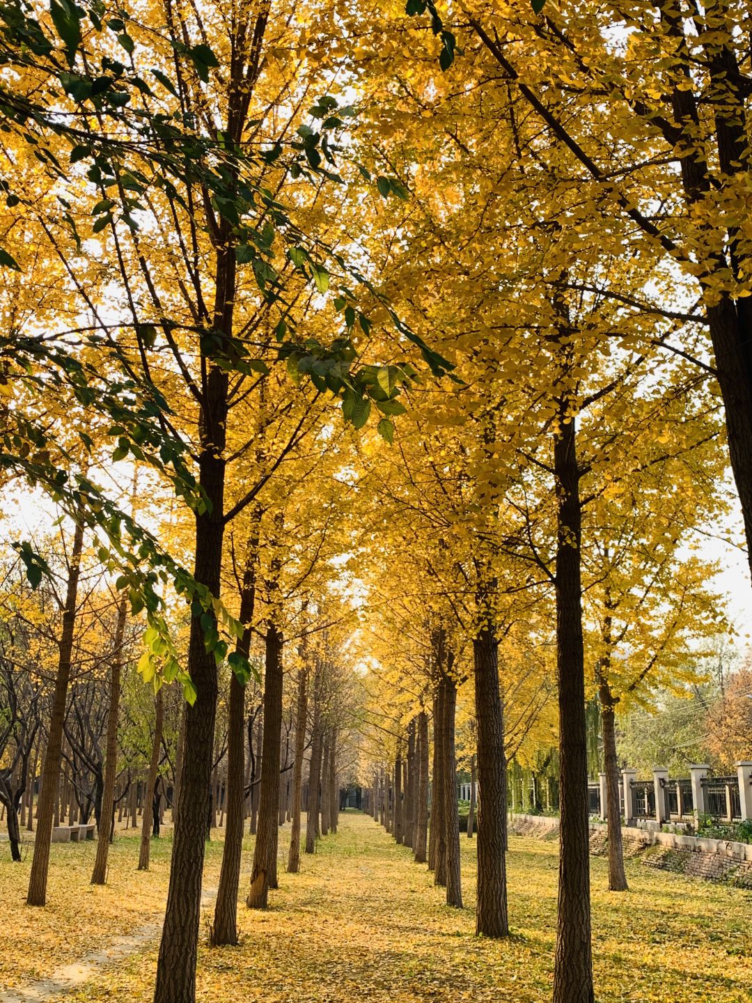 Beijing/Tianjin-The Ginkgo Rain in Fengyuan Park and the Beauty of Nature