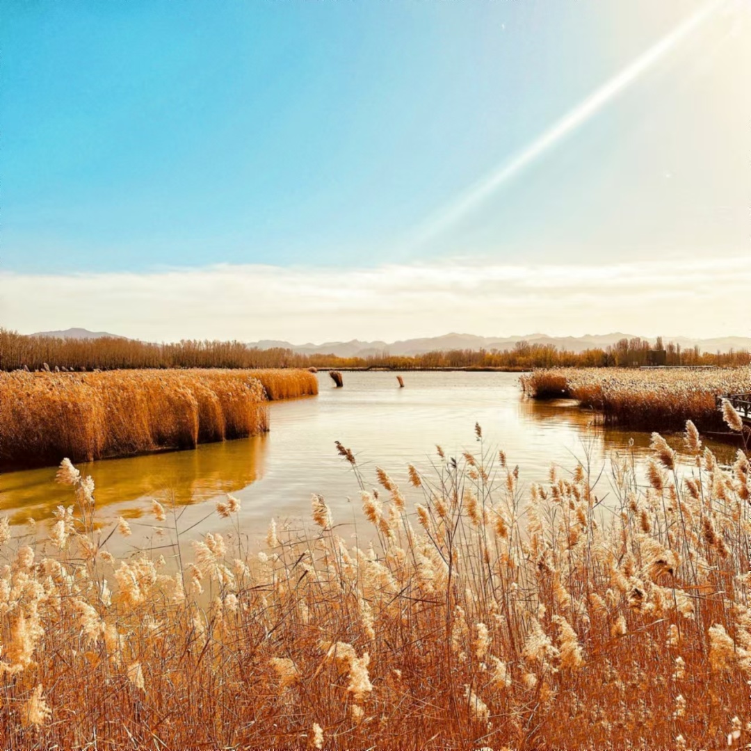 Beijing/Tianjin-Beijing Baikal Lake Park has a variety of beautiful bird species.