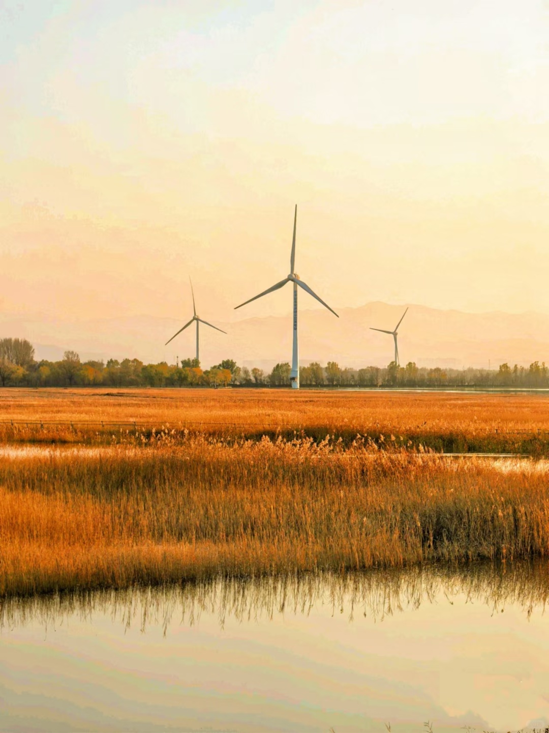 Beijing/Tianjin-Beijing Baikal Lake Park has a variety of beautiful bird species.