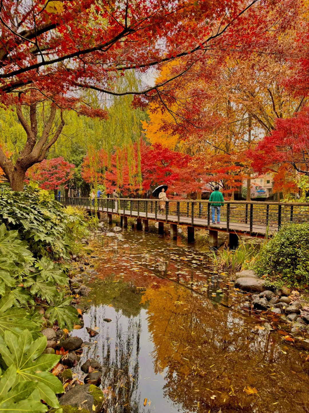 Jiangsu/Zhejiang/Shanghai-Autumn in Shanghai Yanzhong Square Park is more beautiful than autumn in Beijing