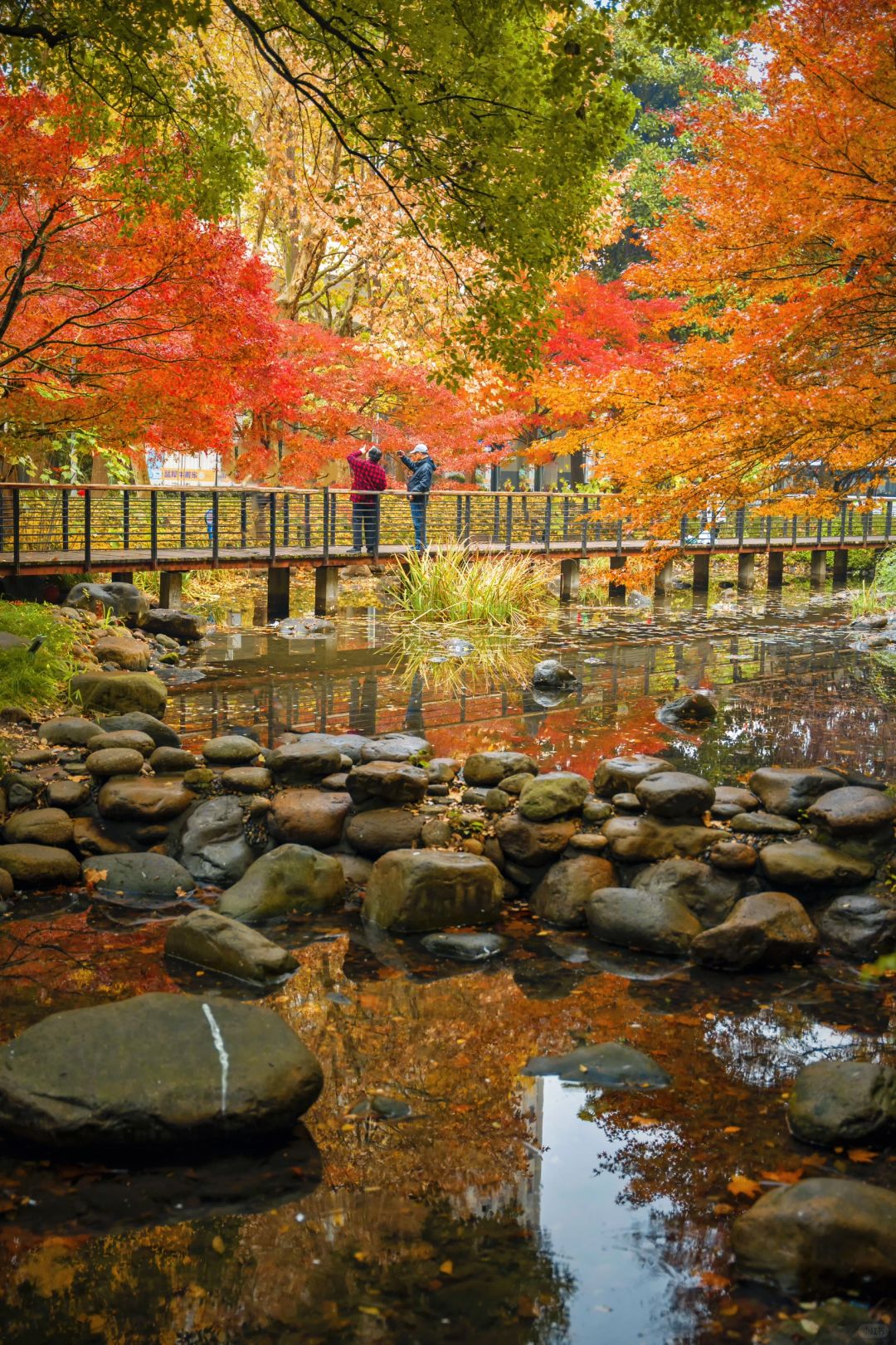 Jiangsu/Zhejiang/Shanghai-Autumn in Shanghai Yanzhong Square Park is more beautiful than autumn in Beijing