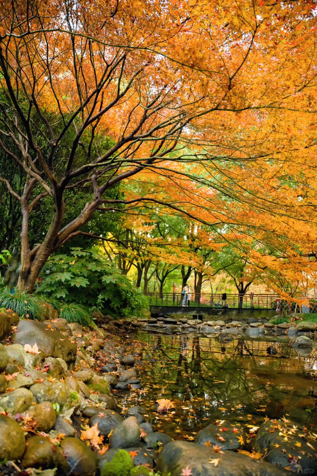 Jiangsu/Zhejiang/Shanghai-Autumn in Shanghai Yanzhong Square Park is more beautiful than autumn in Beijing