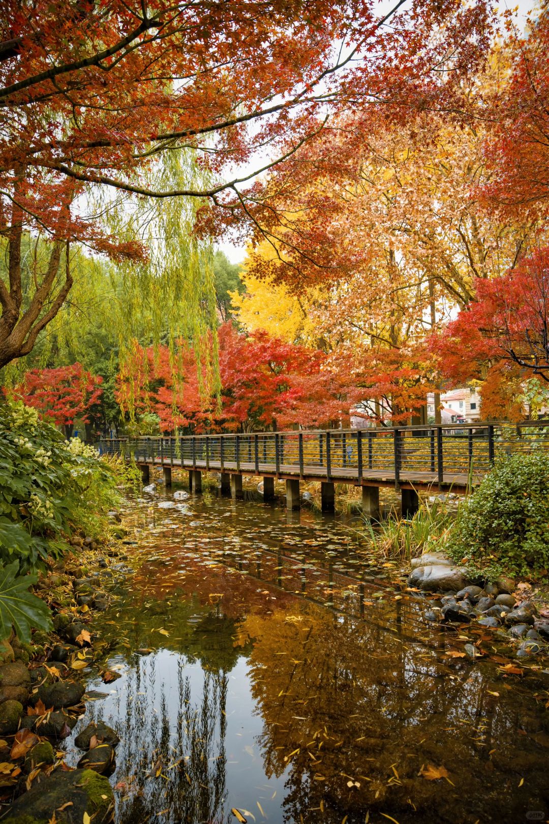 Jiangsu/Zhejiang/Shanghai-Autumn in Shanghai Yanzhong Square Park is more beautiful than autumn in Beijing