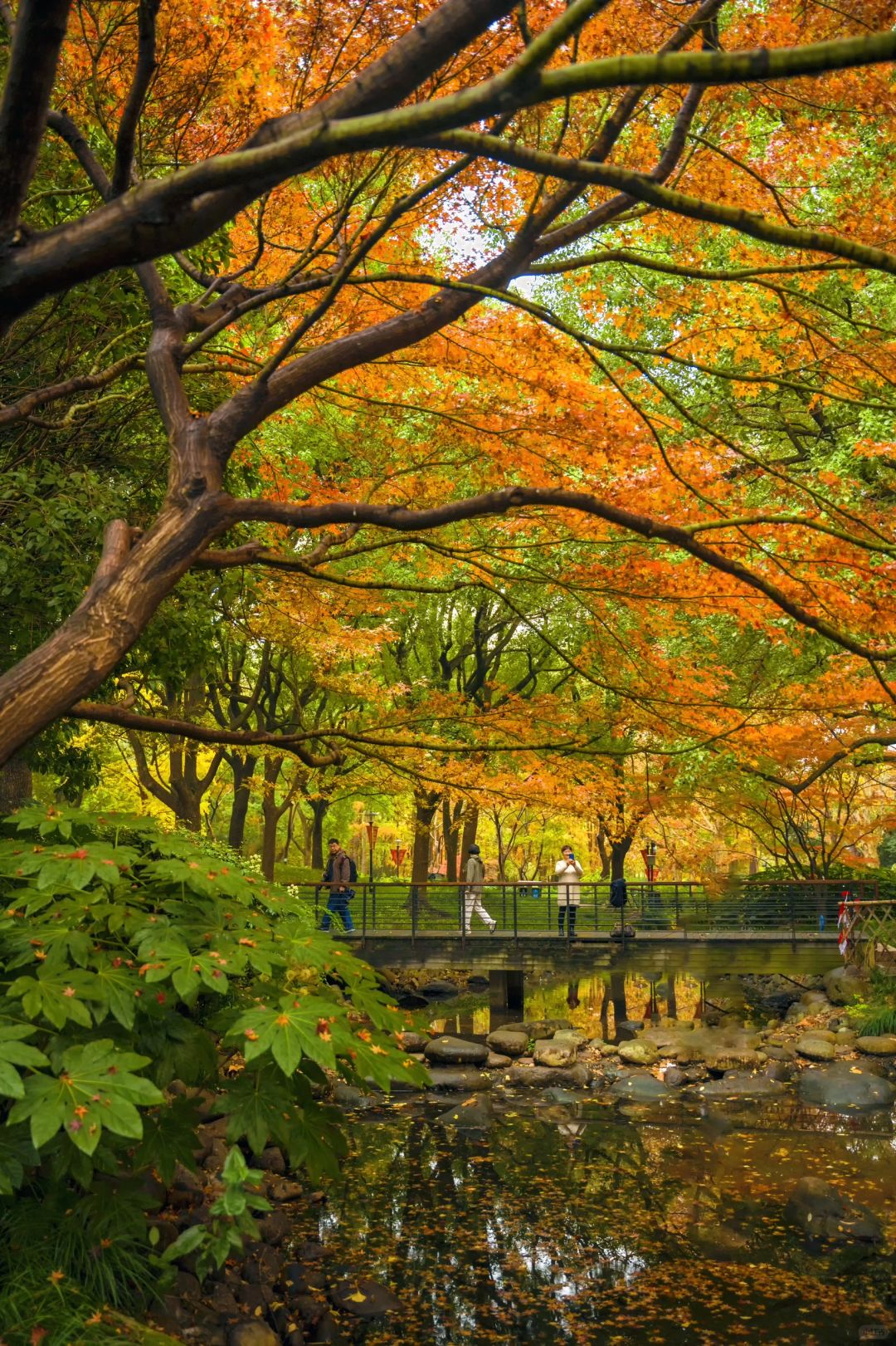 Jiangsu/Zhejiang/Shanghai-Autumn in Shanghai Yanzhong Square Park is more beautiful than autumn in Beijing