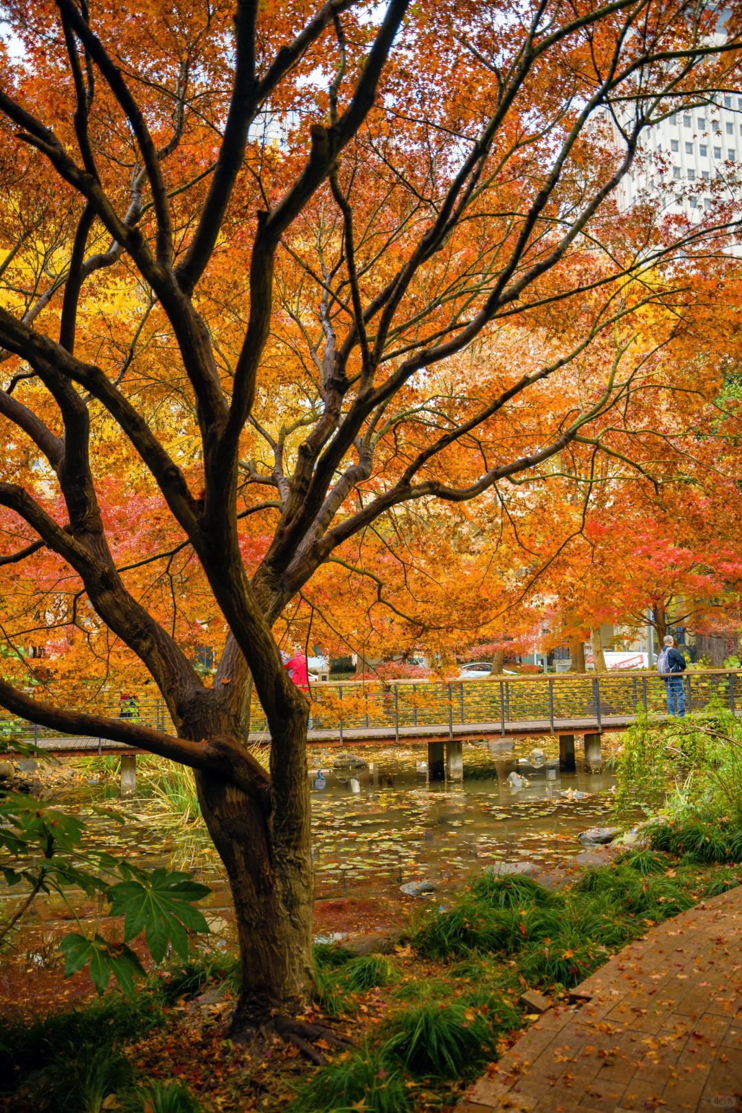 Jiangsu/Zhejiang/Shanghai-Autumn in Shanghai Yanzhong Square Park is more beautiful than autumn in Beijing