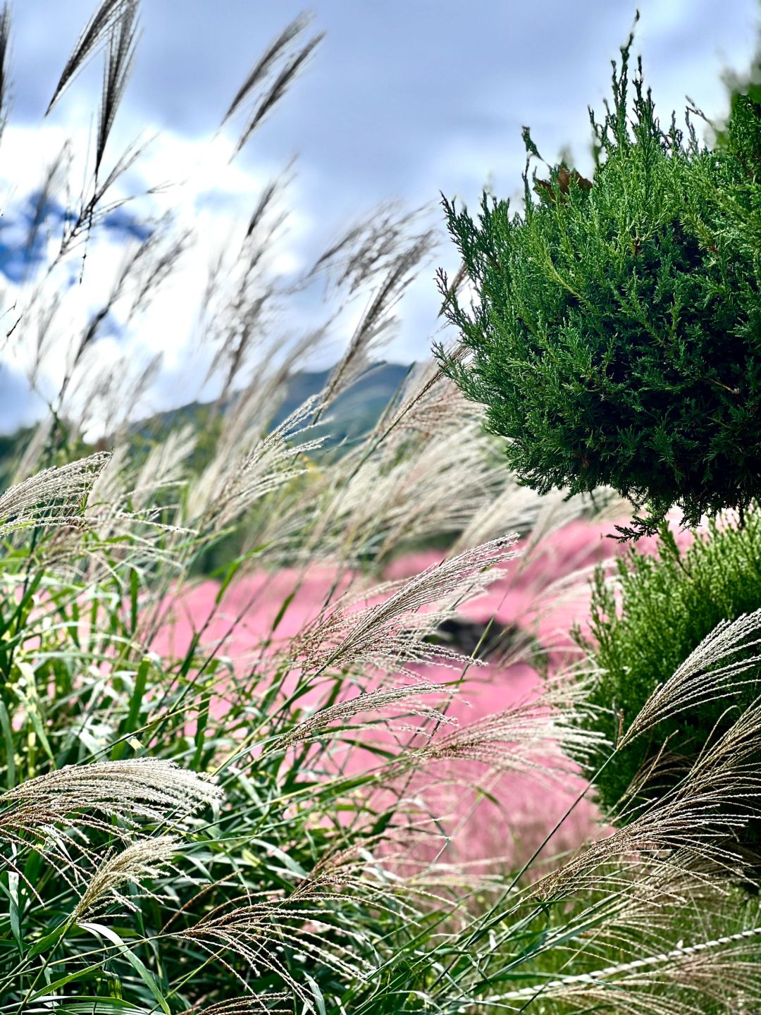 Busan/Jeju-Gasan Suphia Park in Busan (가산 수피아), a dating spot for couples and lovers in Korea