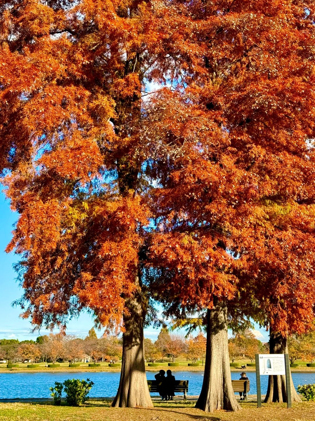 Tokyo-Autumn secret spot: 🍁the secret place of red leaves in Mizumoto Park, Tokyo, Japan