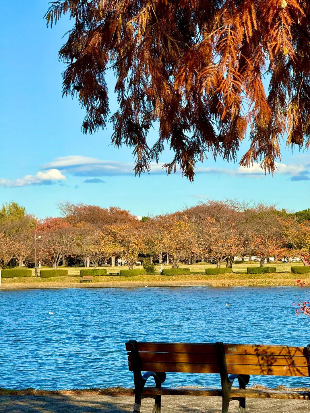 Tokyo-Autumn secret spot: 🍁the secret place of red leaves in Mizumoto Park, Tokyo, Japan