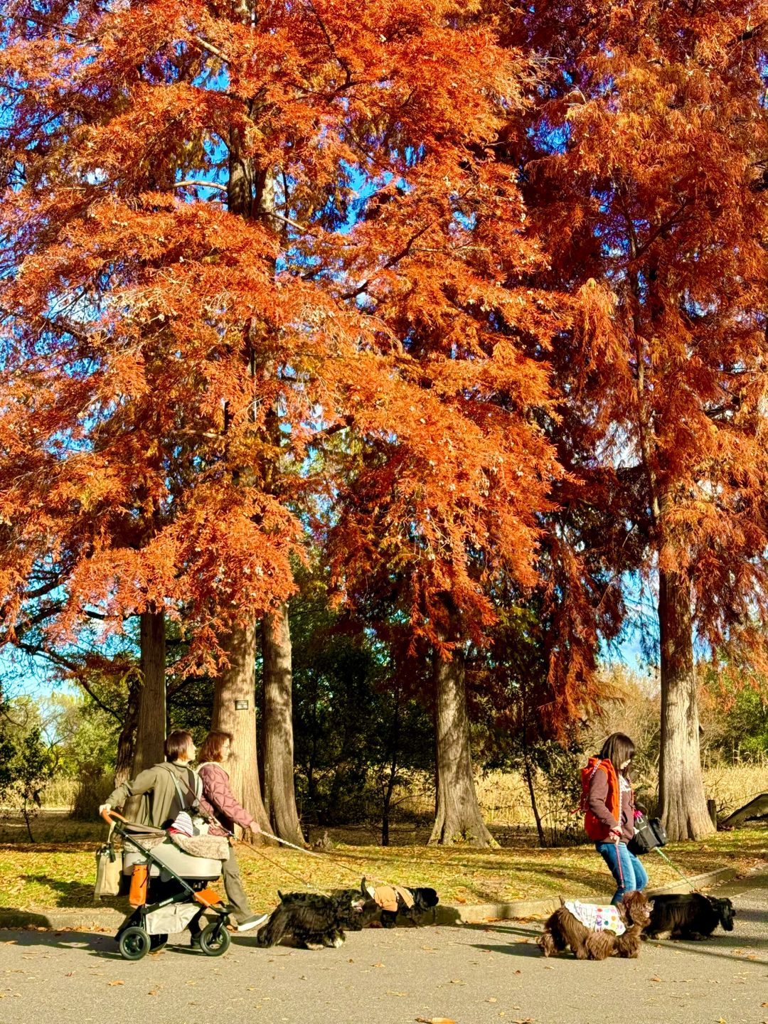 Tokyo-Autumn secret spot: 🍁the secret place of red leaves in Mizumoto Park, Tokyo, Japan