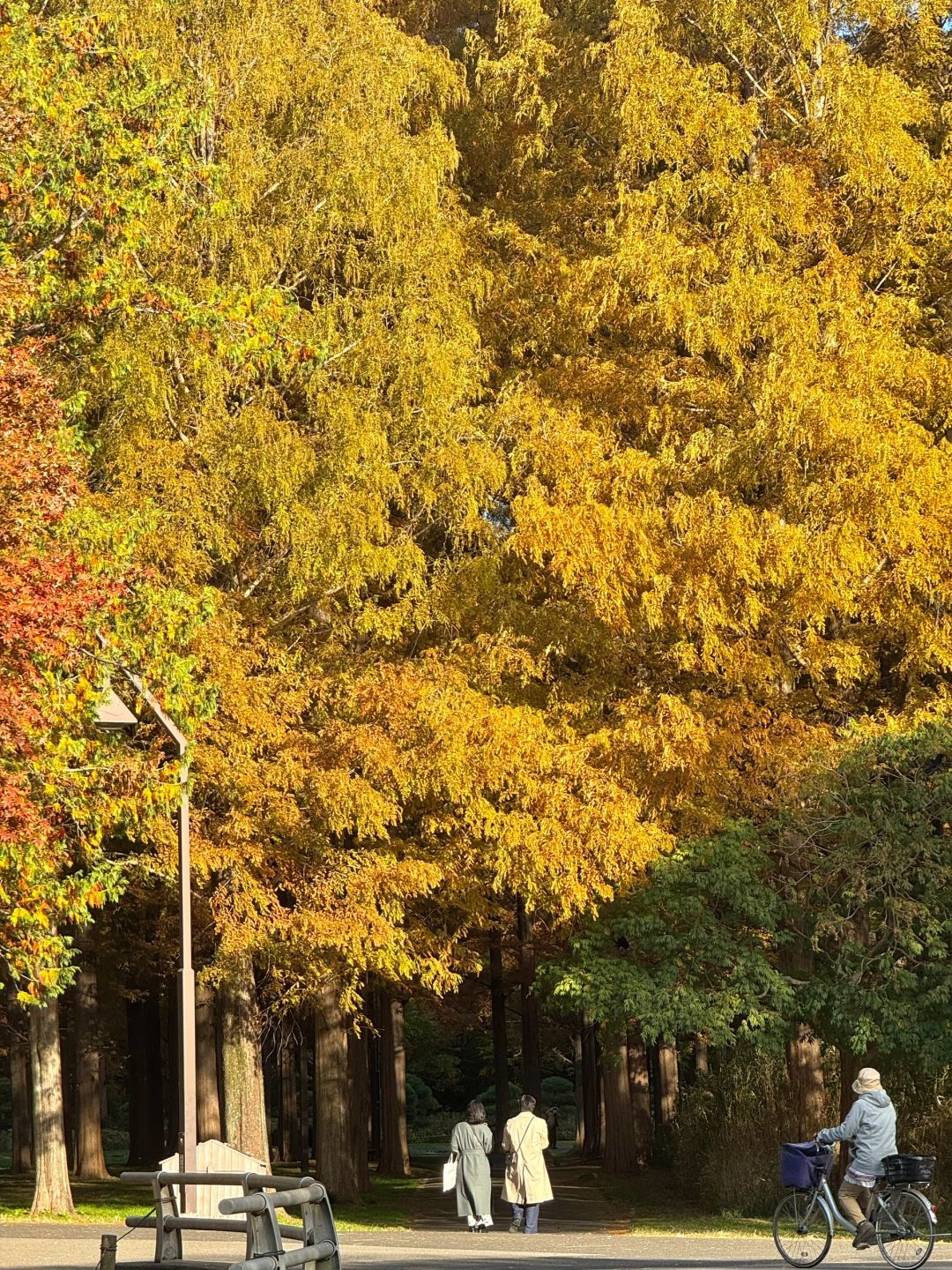 Tokyo-Autumn secret spot: 🍁the secret place of red leaves in Mizumoto Park, Tokyo, Japan