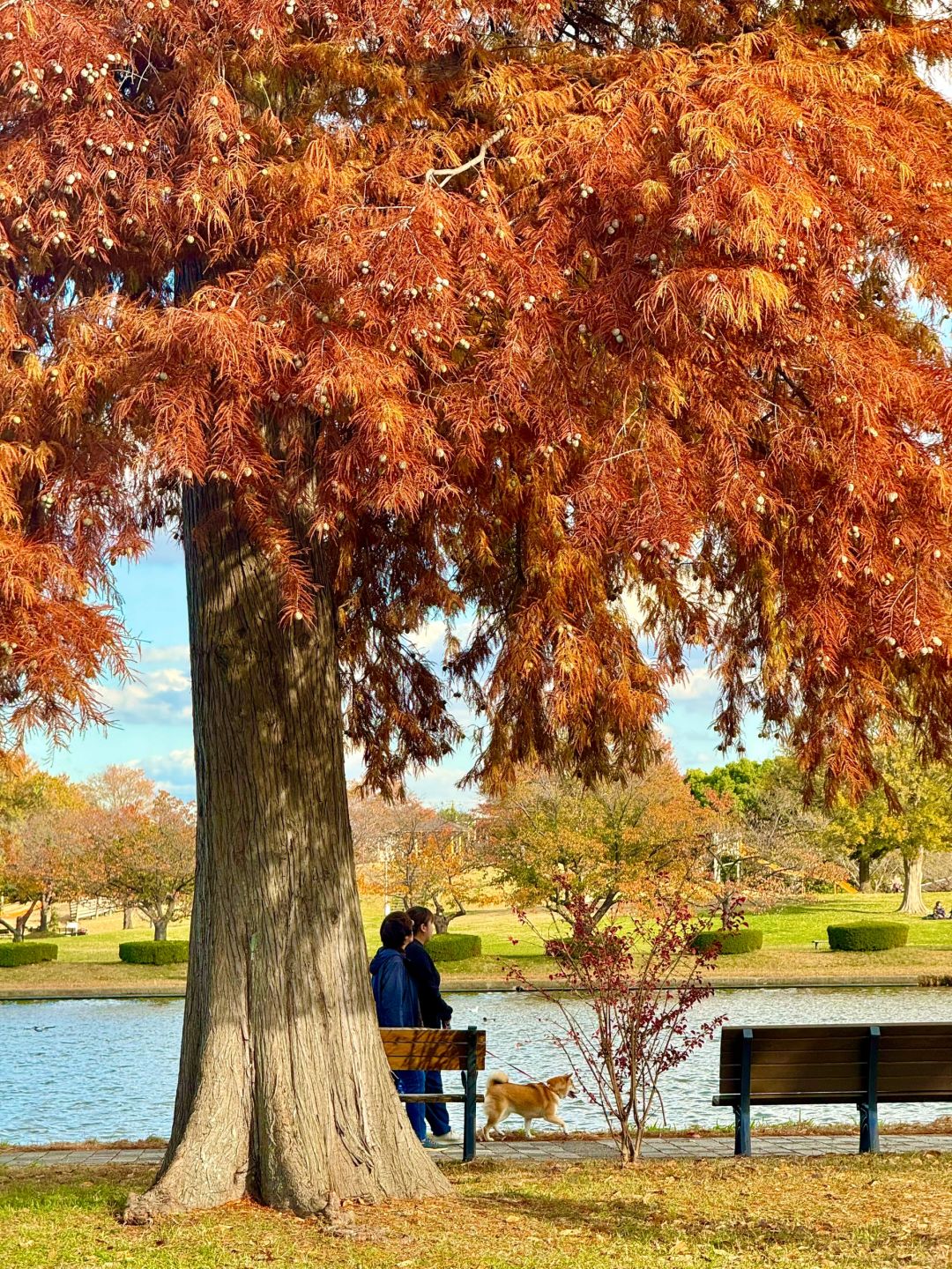 Tokyo-Autumn secret spot: 🍁the secret place of red leaves in Mizumoto Park, Tokyo, Japan