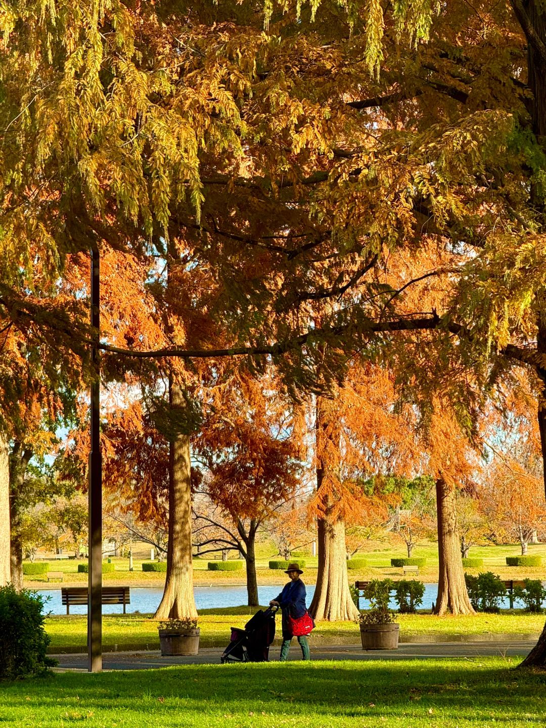 Tokyo-Autumn secret spot: 🍁the secret place of red leaves in Mizumoto Park, Tokyo, Japan