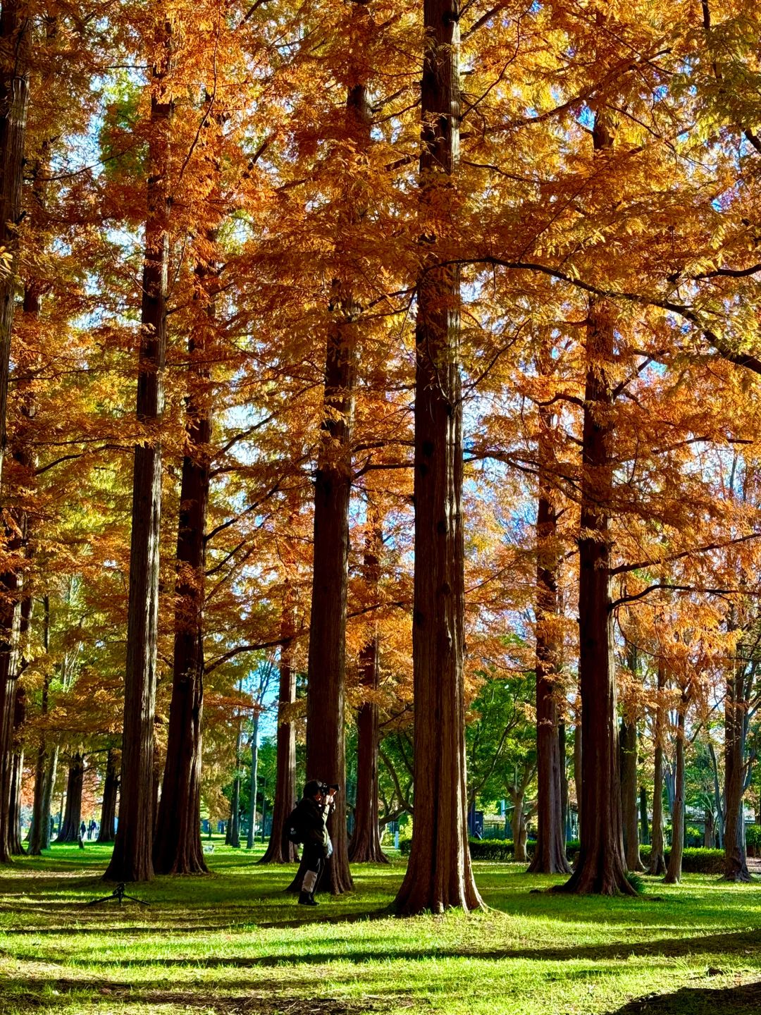 Tokyo-Autumn secret spot: 🍁the secret place of red leaves in Mizumoto Park, Tokyo, Japan