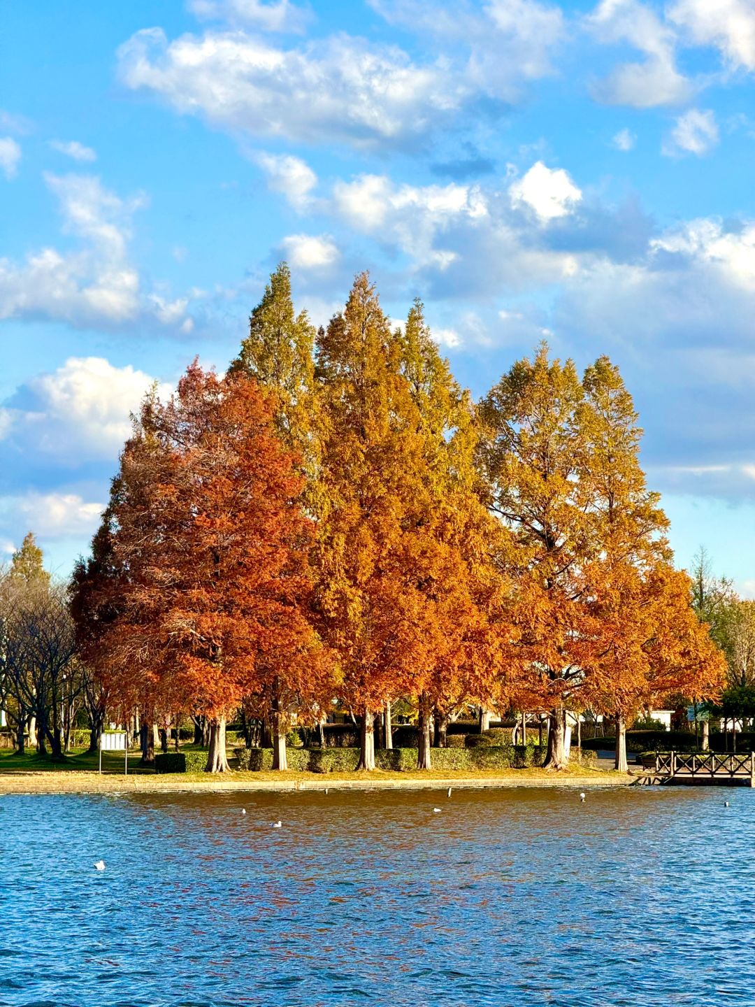 Tokyo-Autumn secret spot: 🍁the secret place of red leaves in Mizumoto Park, Tokyo, Japan