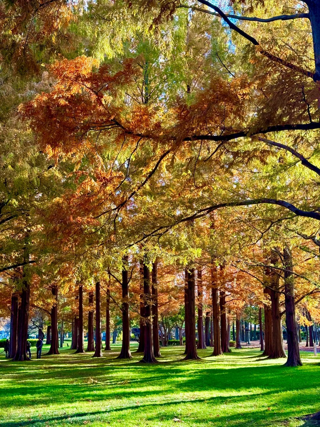 Tokyo-Autumn secret spot: 🍁the secret place of red leaves in Mizumoto Park, Tokyo, Japan