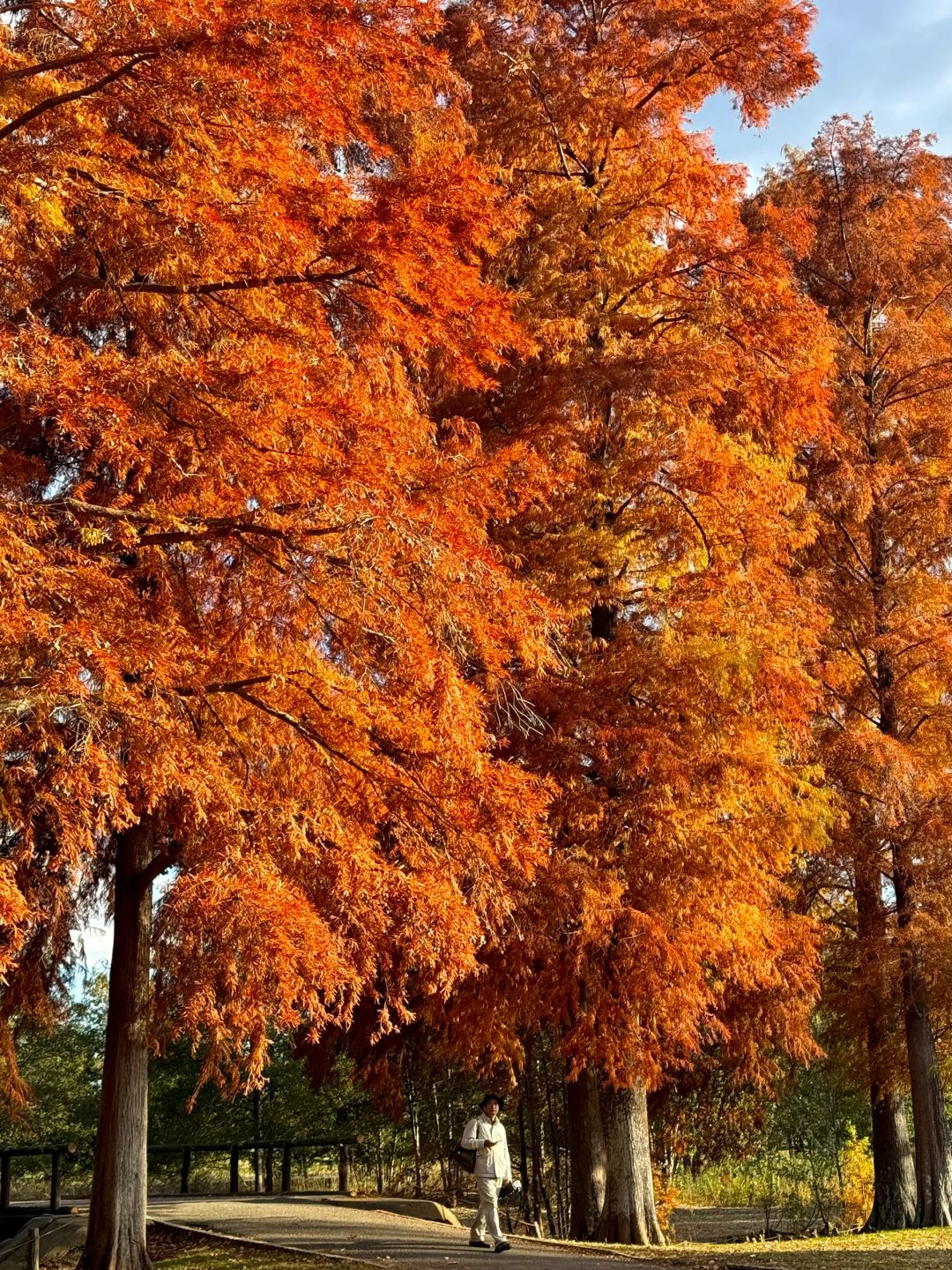 Tokyo-Autumn secret spot: 🍁the secret place of red leaves in Mizumoto Park, Tokyo, Japan