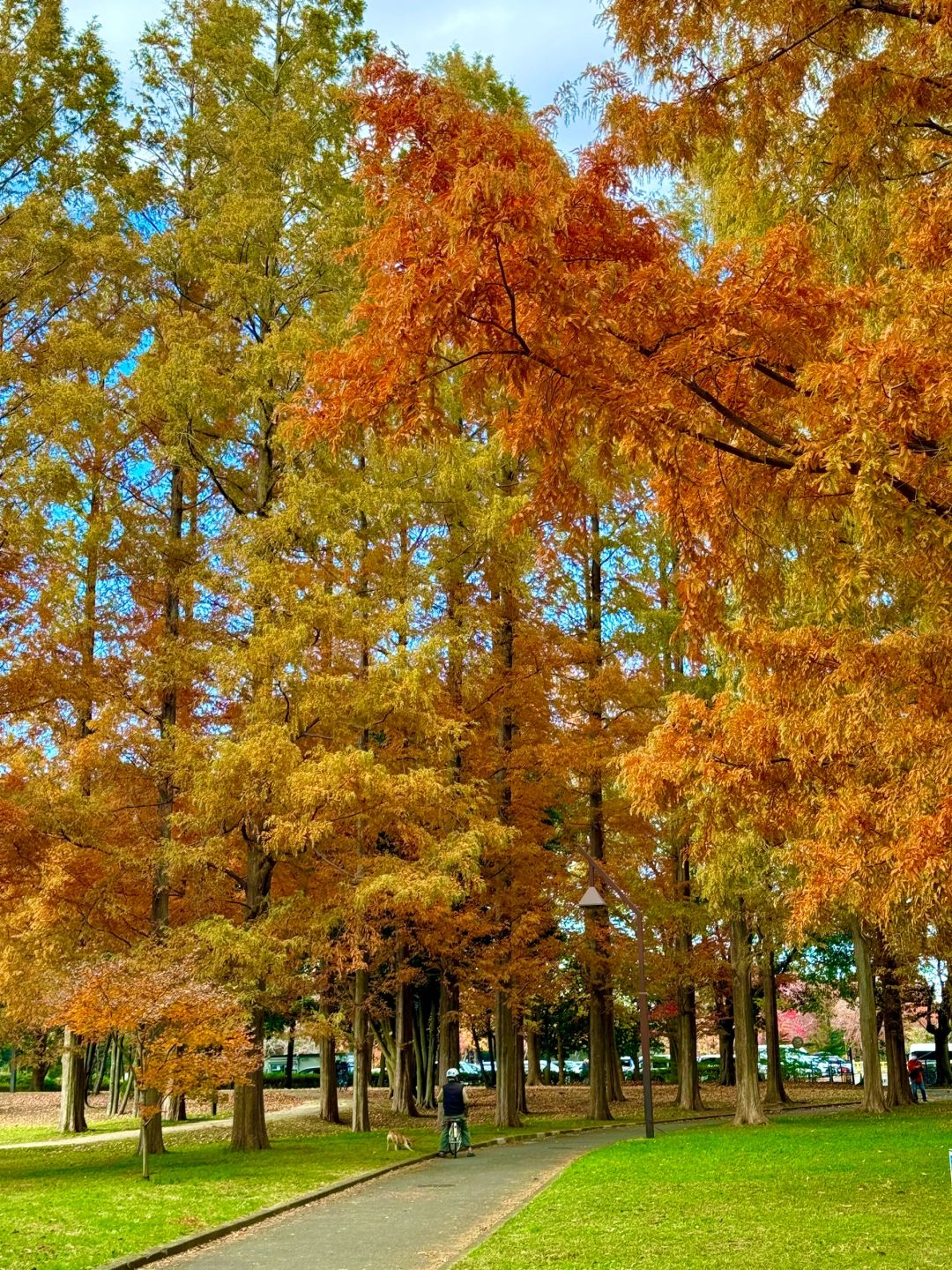 Tokyo-Autumn secret spot: 🍁the secret place of red leaves in Mizumoto Park, Tokyo, Japan