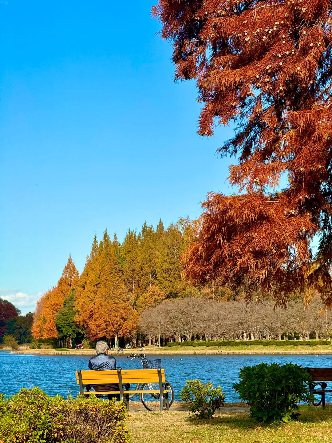 Tokyo-Autumn secret spot: 🍁the secret place of red leaves in Mizumoto Park, Tokyo, Japan