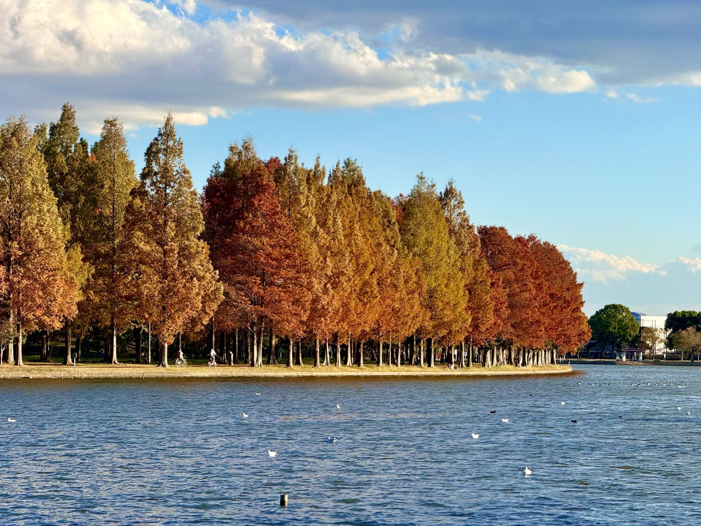 Tokyo-Autumn secret spot: 🍁the secret place of red leaves in Mizumoto Park, Tokyo, Japan