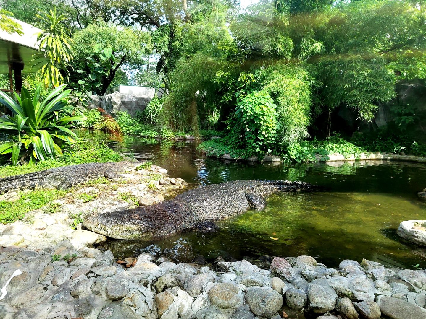 Manila/Luzon-Manila Zoo, visitors can take boat ride to admire wild ducks and mandarin ducks in the lake