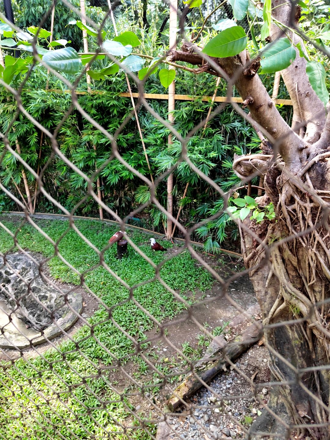 Manila/Luzon-Manila Zoo, visitors can take boat ride to admire wild ducks and mandarin ducks in the lake