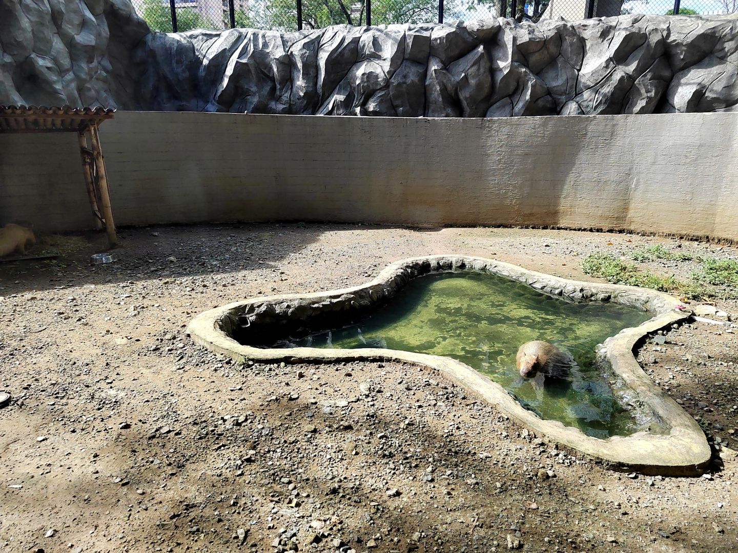 Manila/Luzon-Manila Zoo, visitors can take boat ride to admire wild ducks and mandarin ducks in the lake