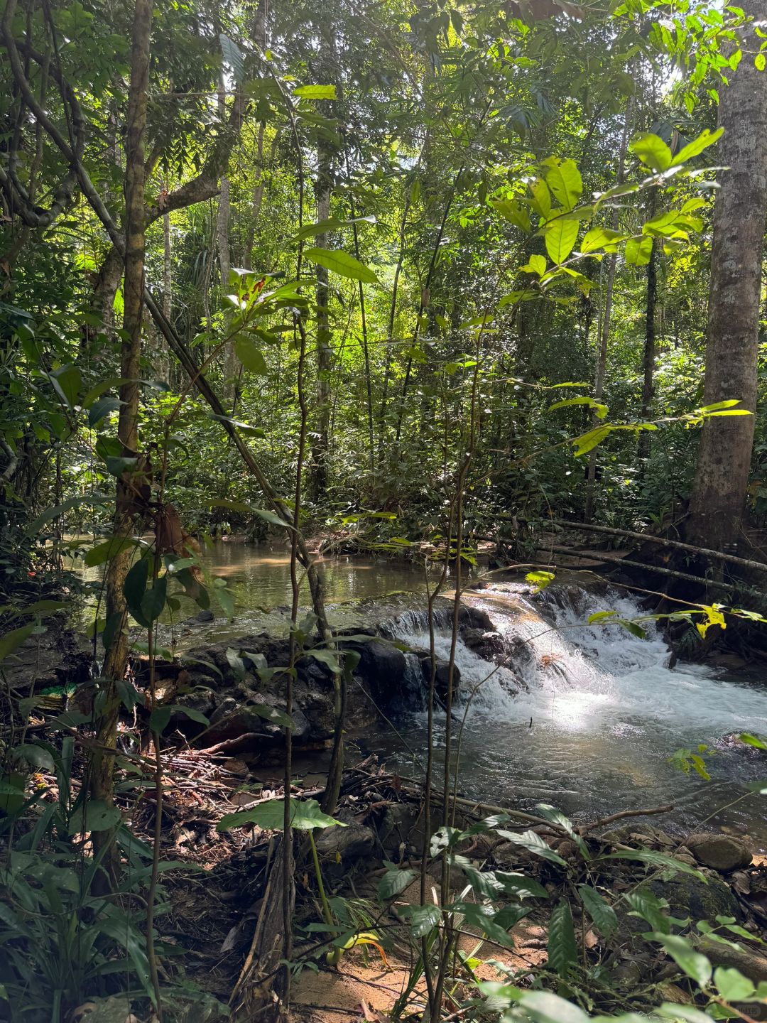 Phuket-Enchanting Phuket's Khao Phra Thaew Tropical Rainforest - A Magical Adventure Awaits!