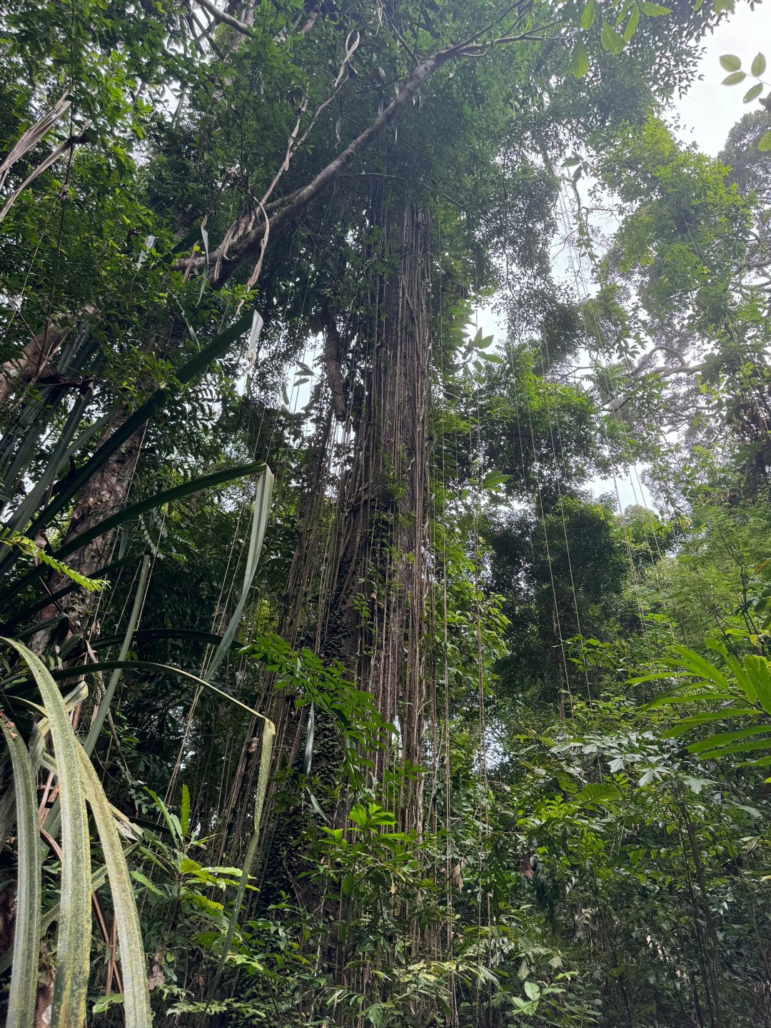 Phuket-Enchanting Phuket's Khao Phra Thaew Tropical Rainforest - A Magical Adventure Awaits!