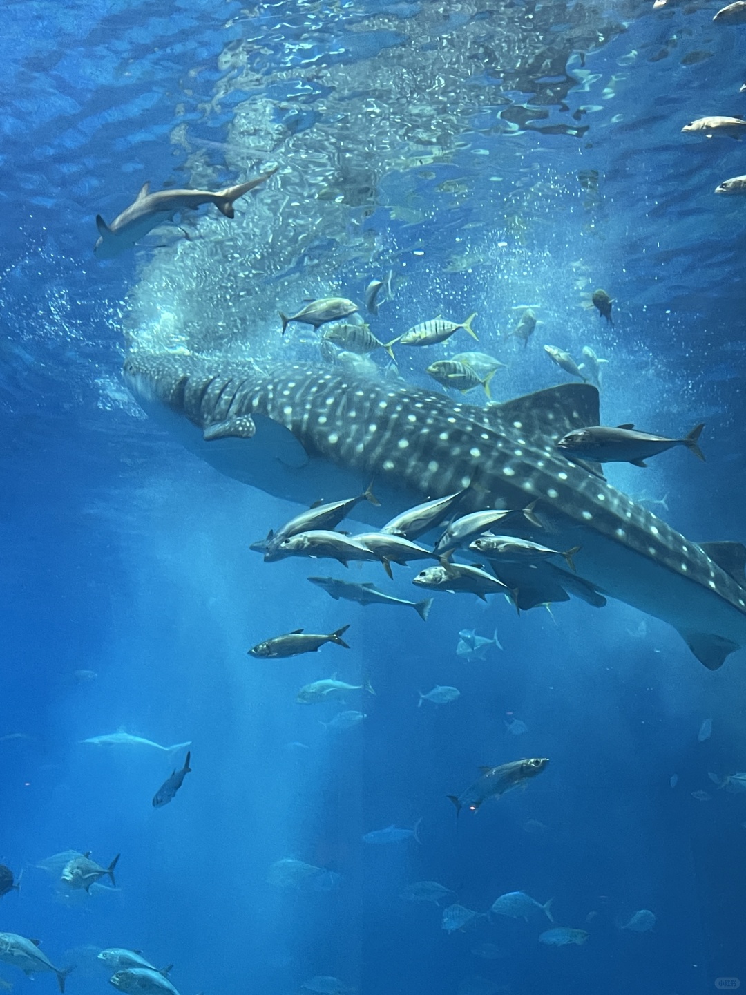 Okinawa-Okinawa Churaumi Aquarium, the huge tank and whale sharks give you a shocking feeling