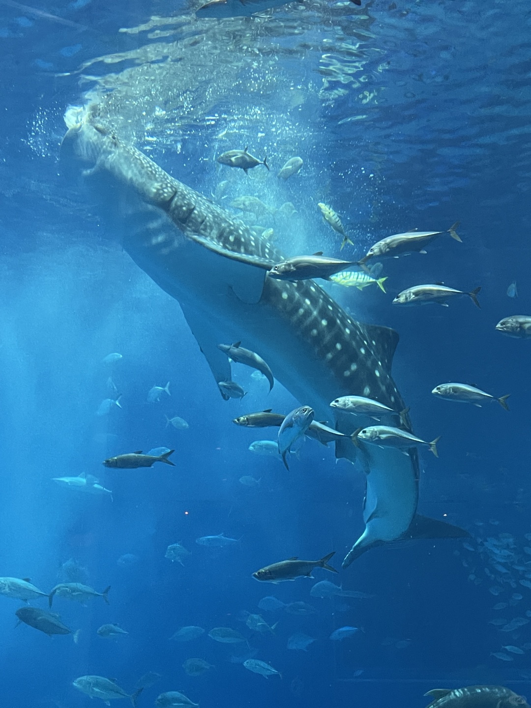 Okinawa-Okinawa Churaumi Aquarium, the huge tank and whale sharks give you a shocking feeling