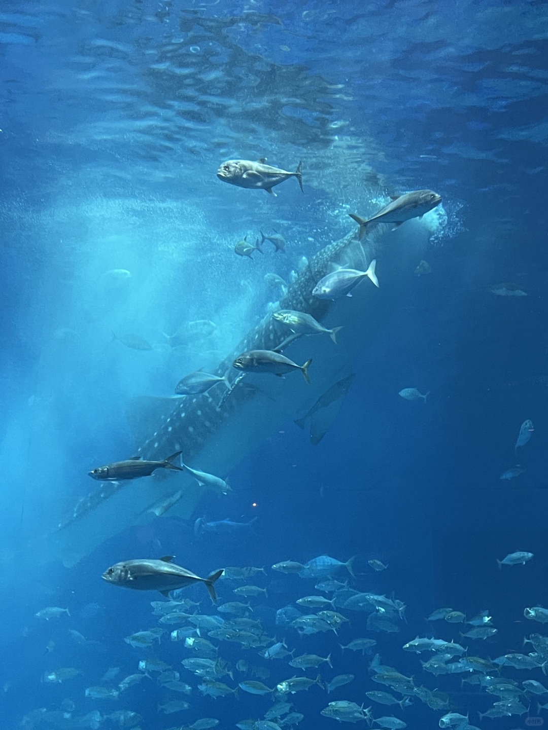 Okinawa-Okinawa Churaumi Aquarium, the huge tank and whale sharks give you a shocking feeling