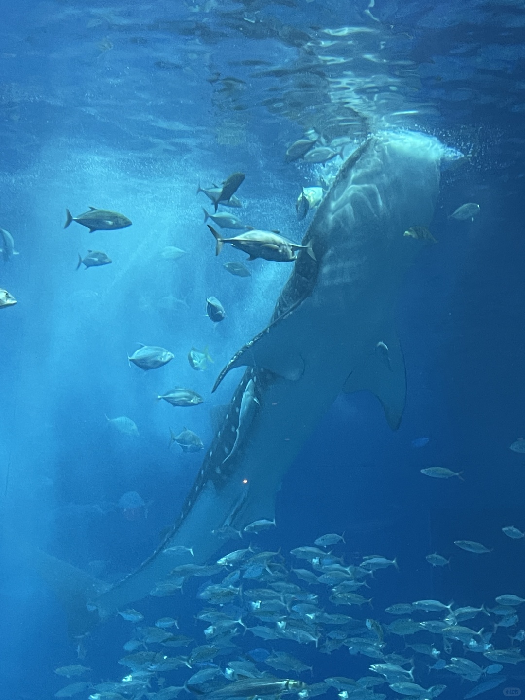 Okinawa-Okinawa Churaumi Aquarium, the huge tank and whale sharks give you a shocking feeling