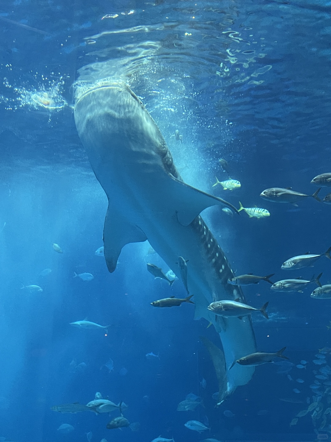 Okinawa-Okinawa Churaumi Aquarium, the huge tank and whale sharks give you a shocking feeling