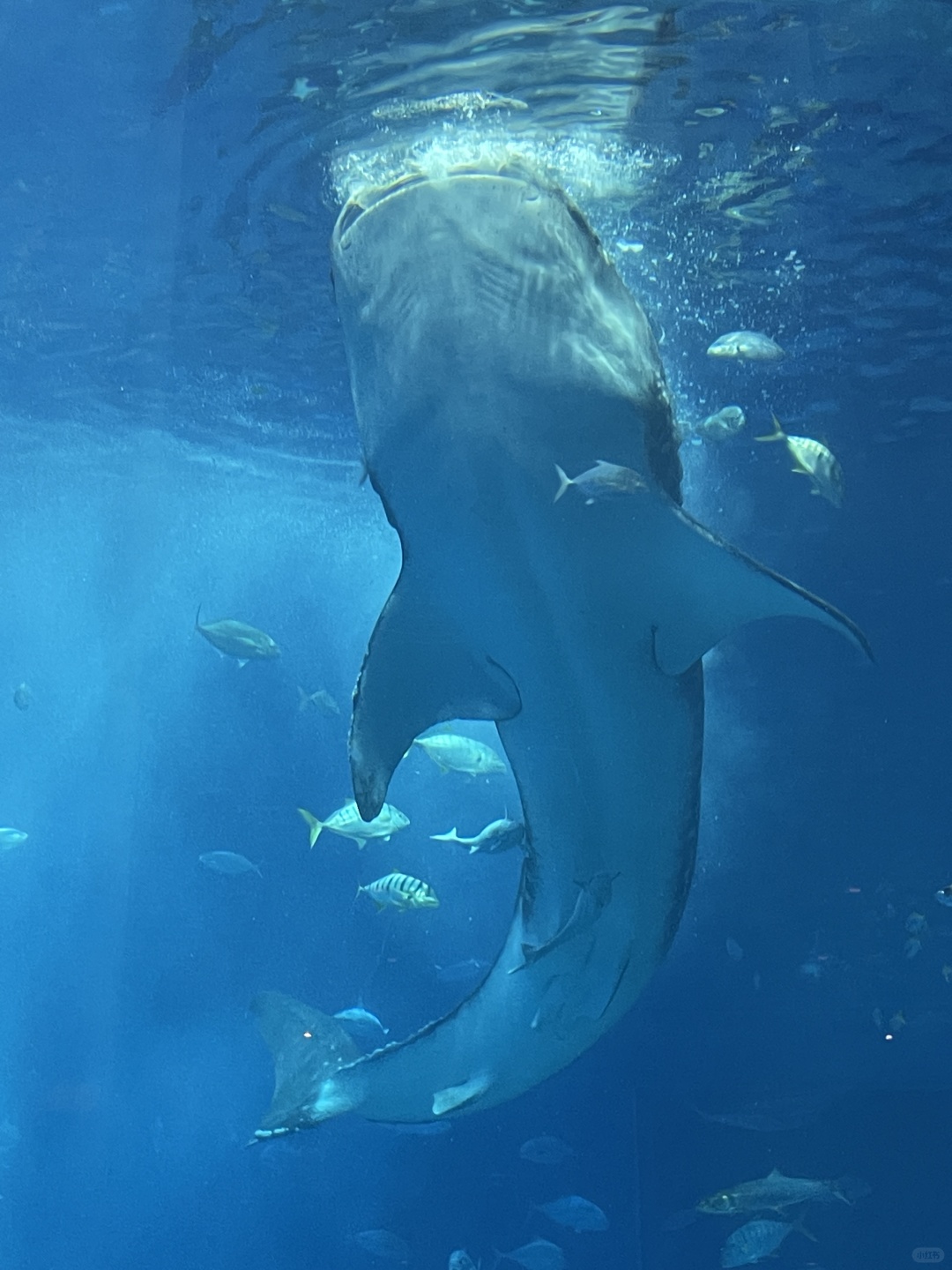 Okinawa-Okinawa Churaumi Aquarium, the huge tank and whale sharks give you a shocking feeling