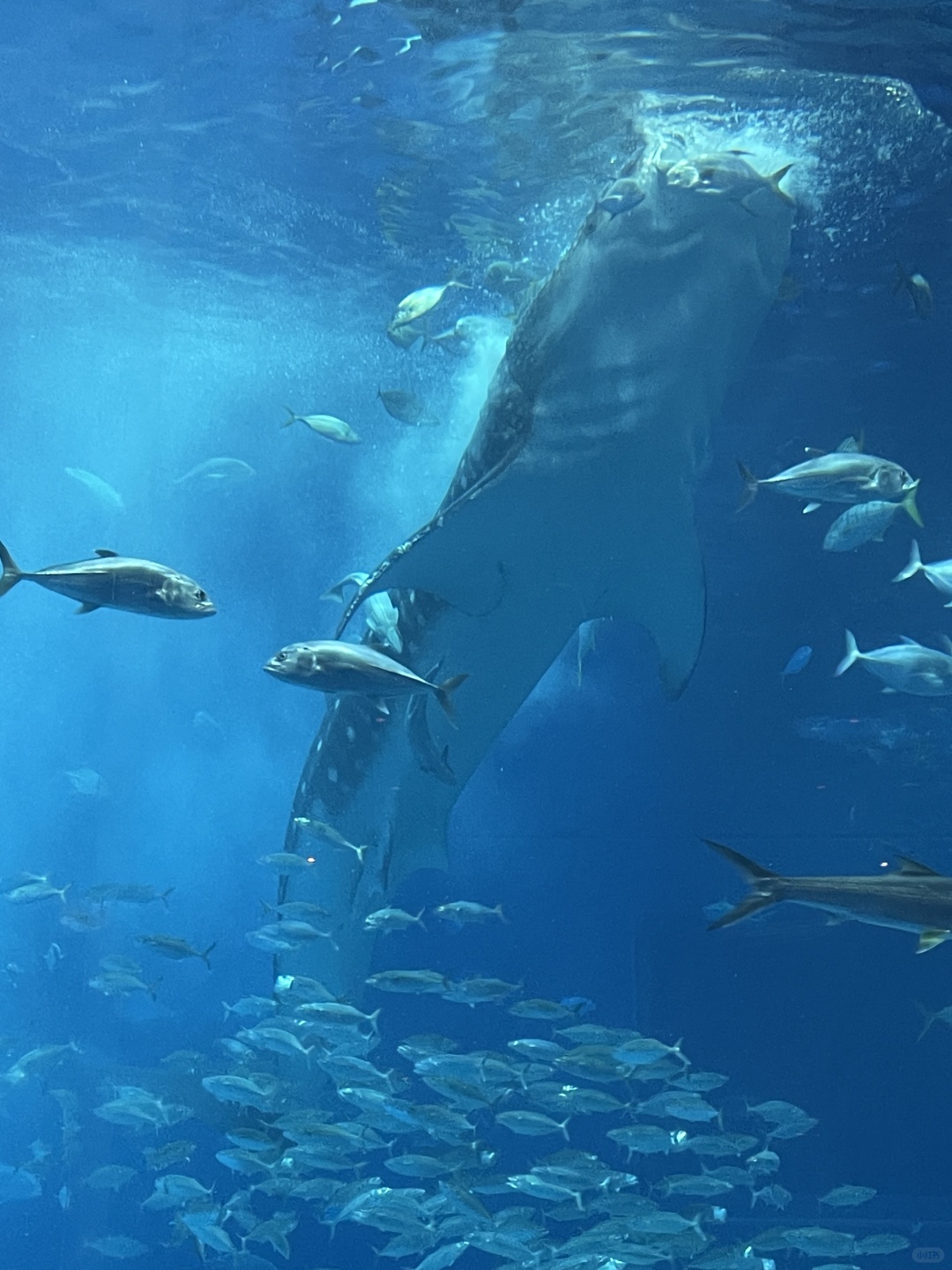 Okinawa-Okinawa Churaumi Aquarium, the huge tank and whale sharks give you a shocking feeling