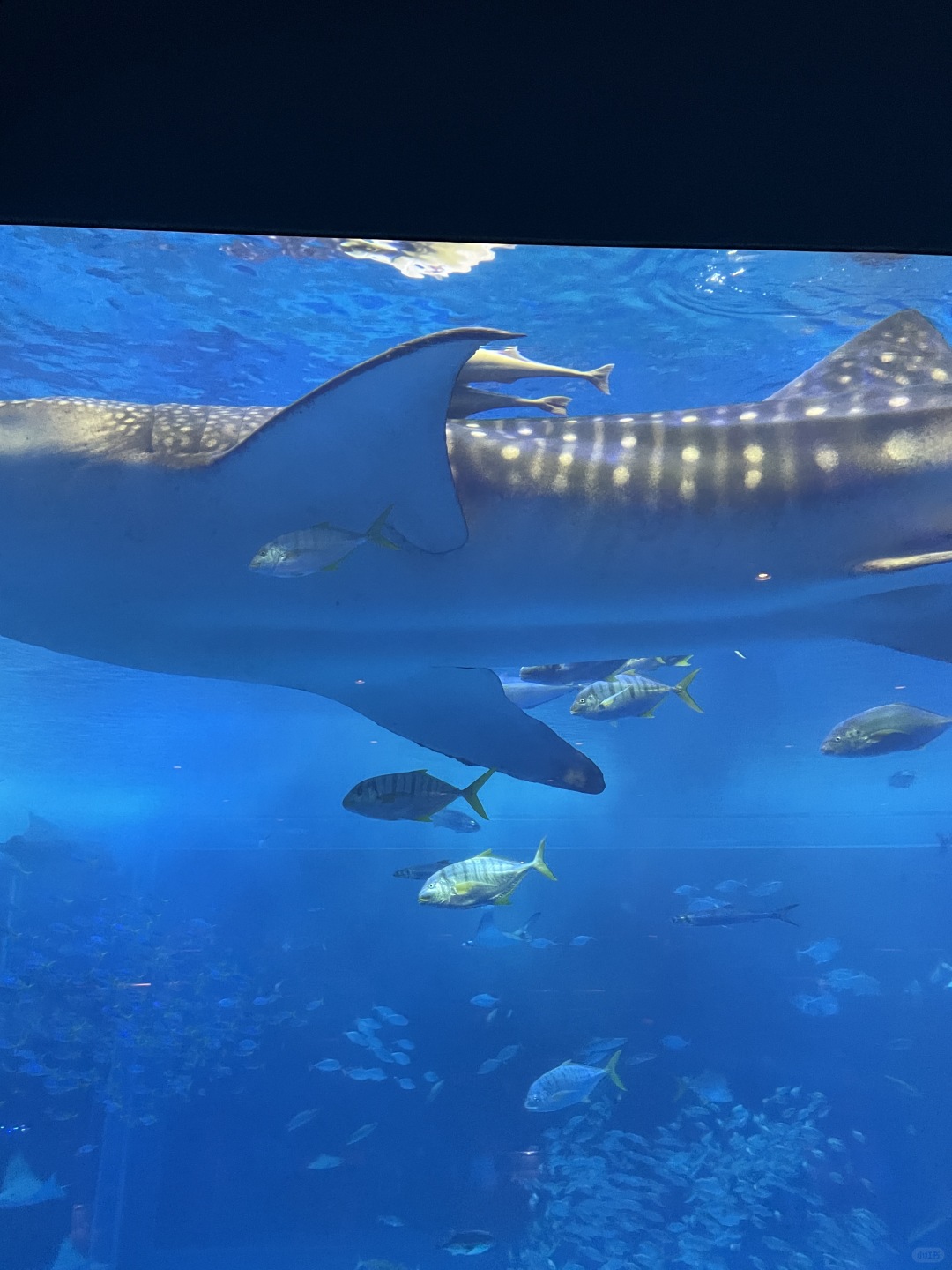 Okinawa-Okinawa Churaumi Aquarium, the huge tank and whale sharks give you a shocking feeling