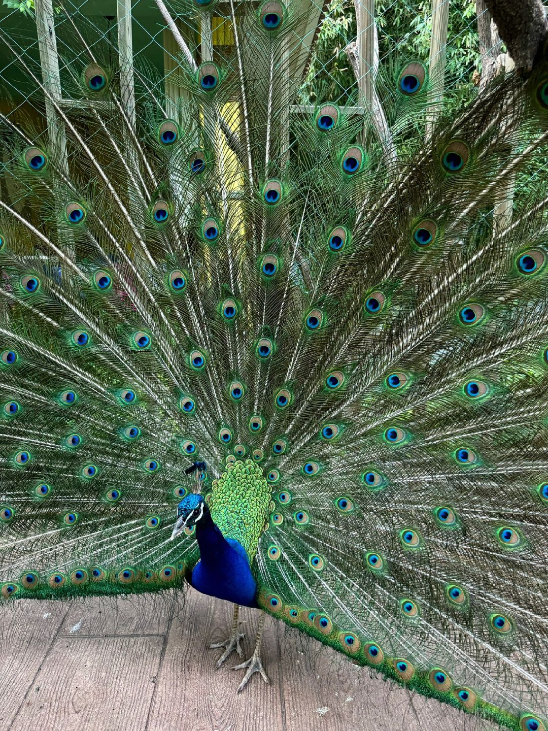 Beijing/Tianjin-Beijing has a western restaurant where you can eat with peacocks!